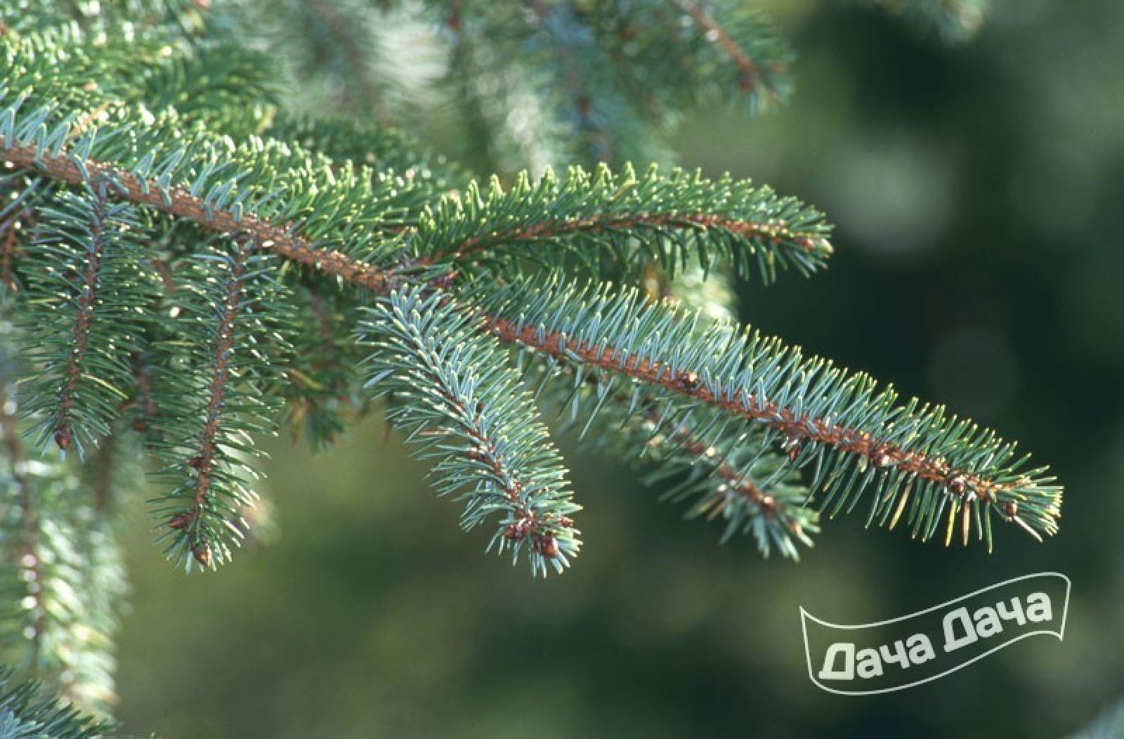 Ель первая. Picea sitchensis Sitka Spruce ель. Ель ситхинская ареал. Ива ситхинская. Picea sitchensis Sunbeam.