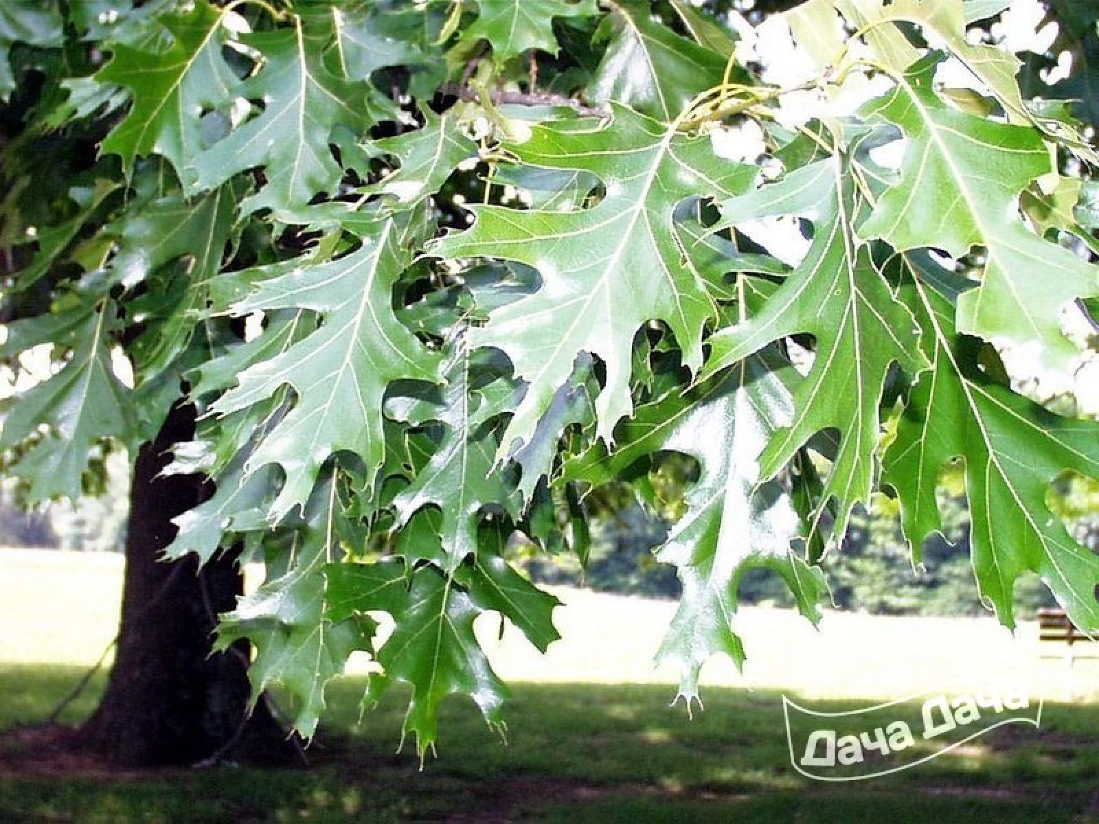 Канадский остролистный дуб листья