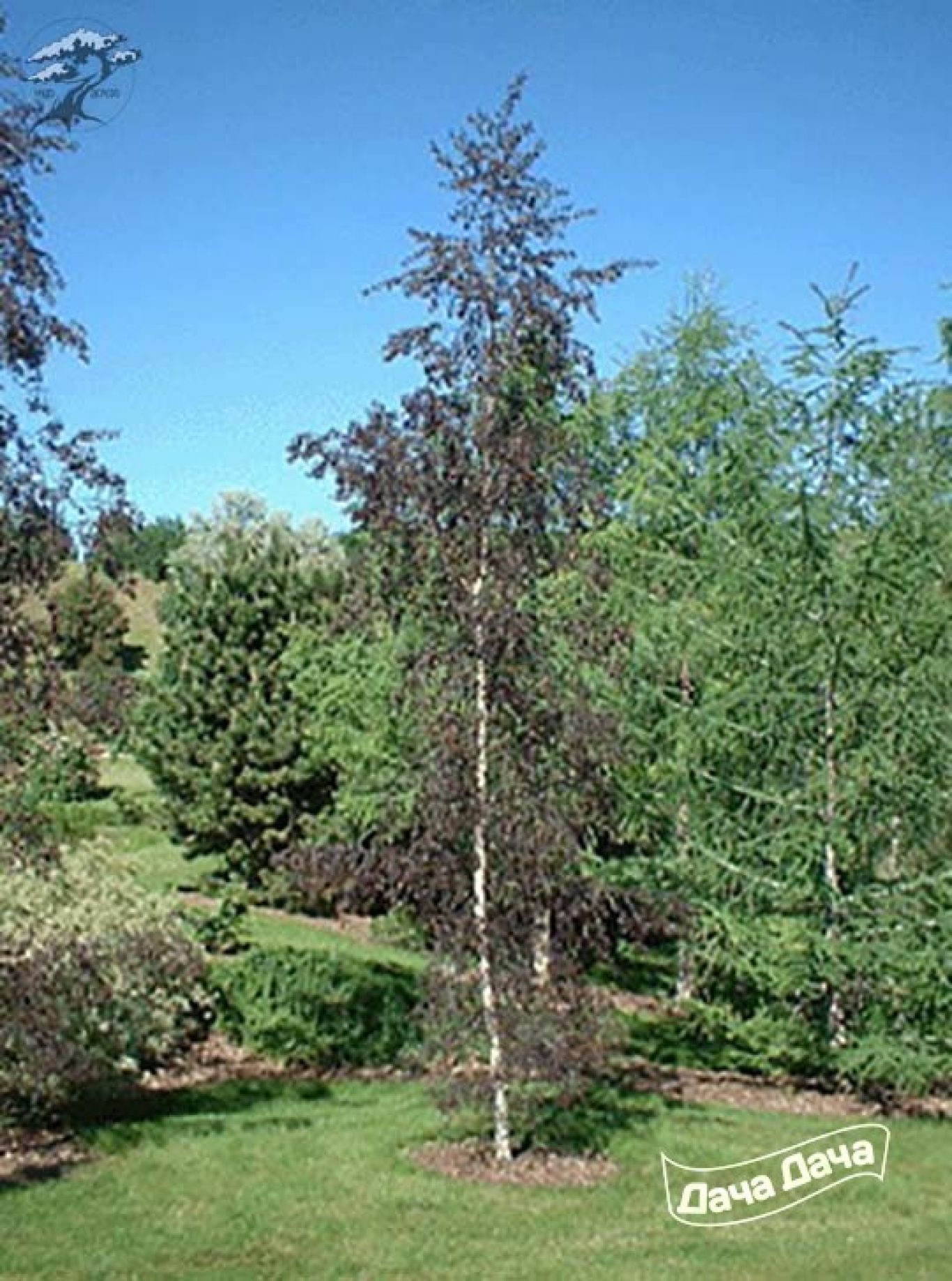 Береза роял фрост фото. Береза повислая (Betula pendula Royal Frost). Береза повислая"Роял Фрост"(Betula pendula Royal Frost ). Береза повислая Royal Frost. Береза краснолистная Роял Фрост.