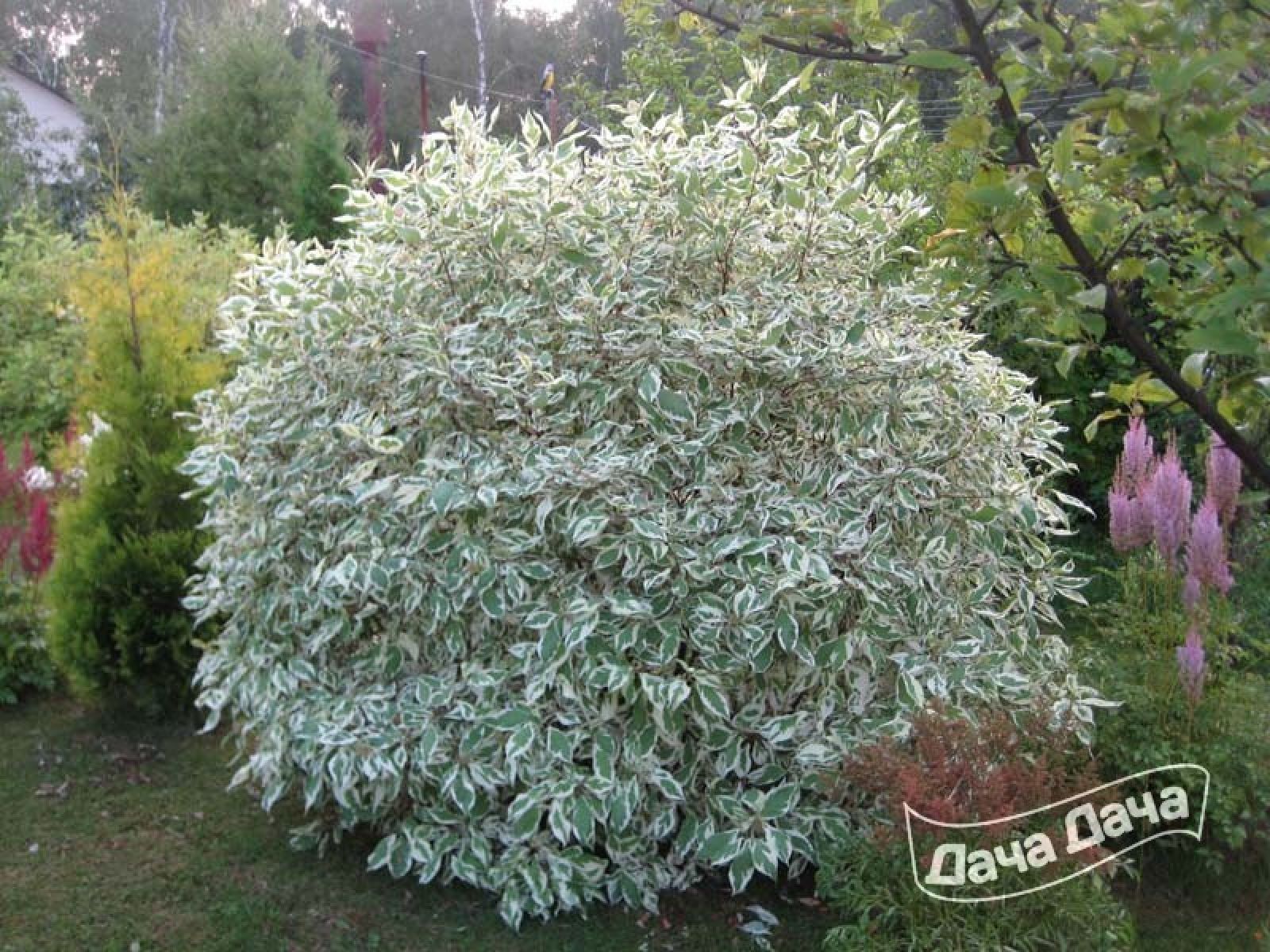 Дерен белый Сибирика вариегата (Sibirica Variegata) - описание сорта ...
