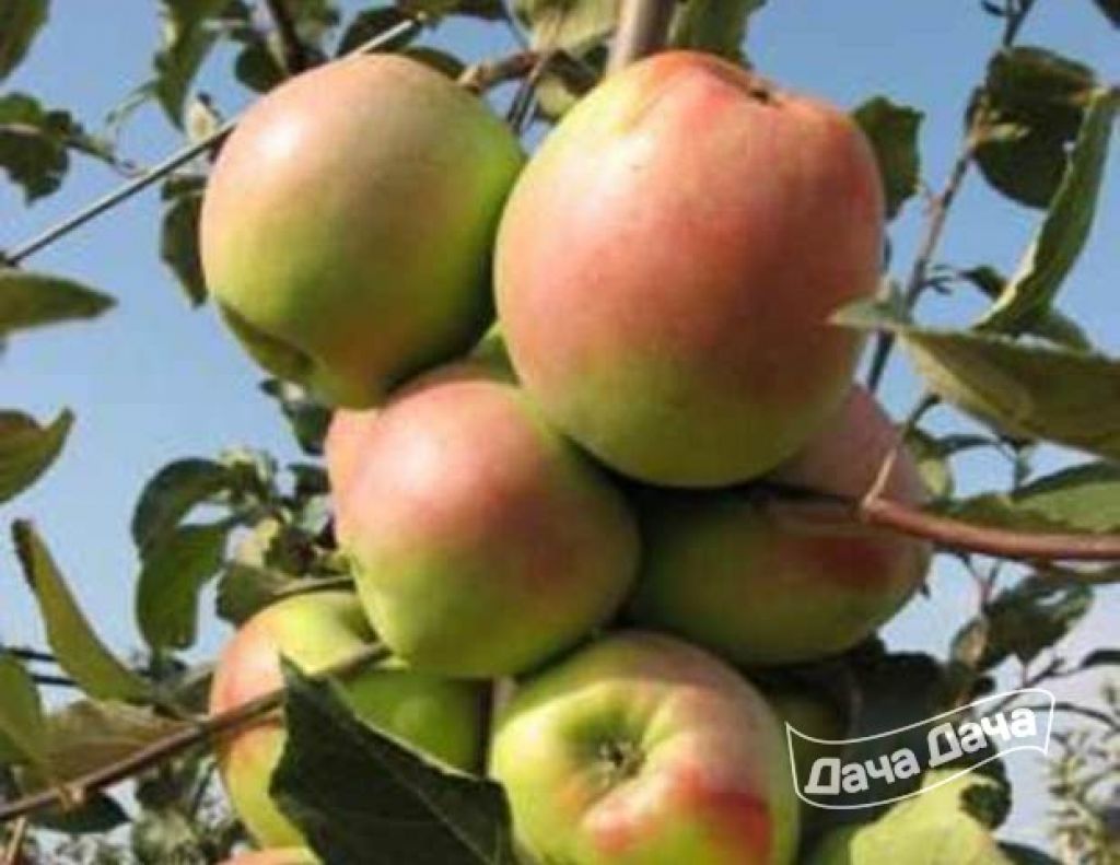 Яблоки орловский синап фото и описание сорта