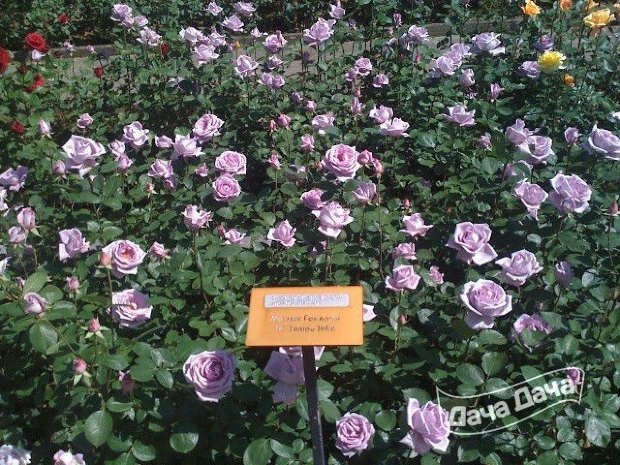 Сорт розы Шарль де Голль