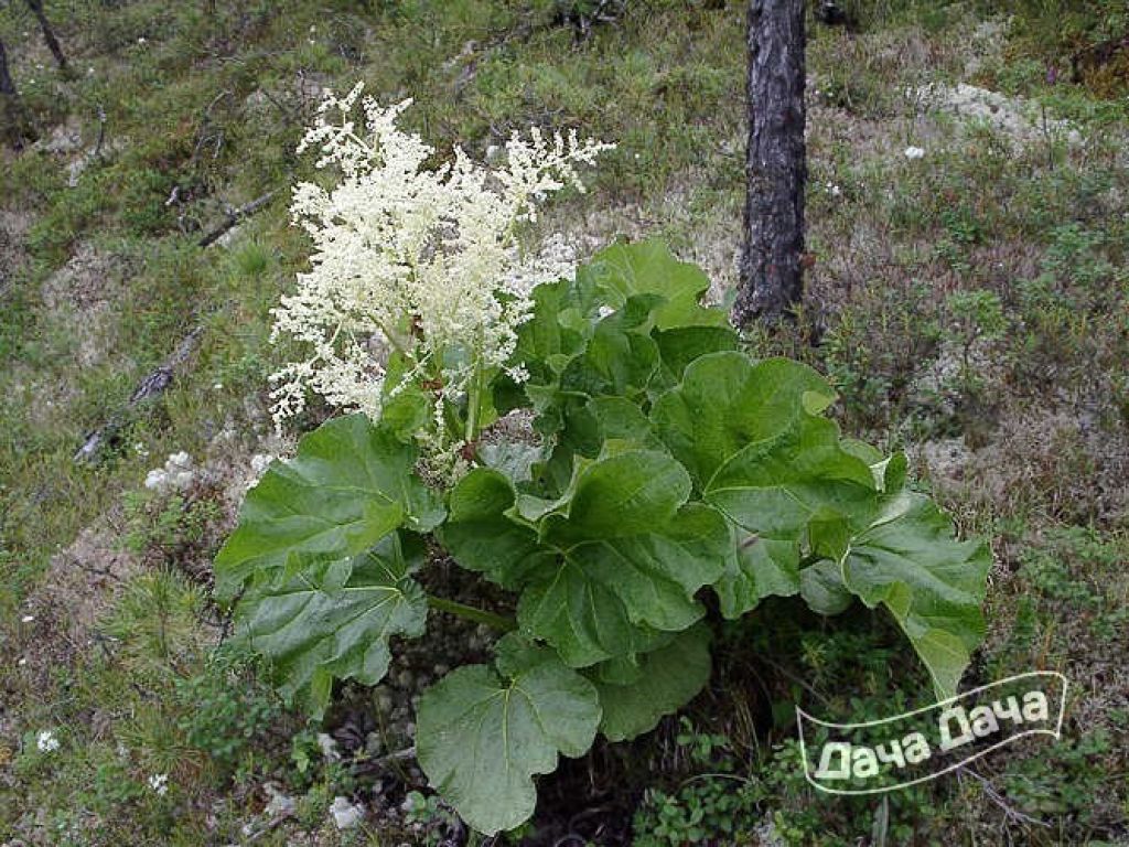 Ревень алтайский - описание сорта, фото, саженцы, посадка, особенности  ухода. Дачная энциклопедия.