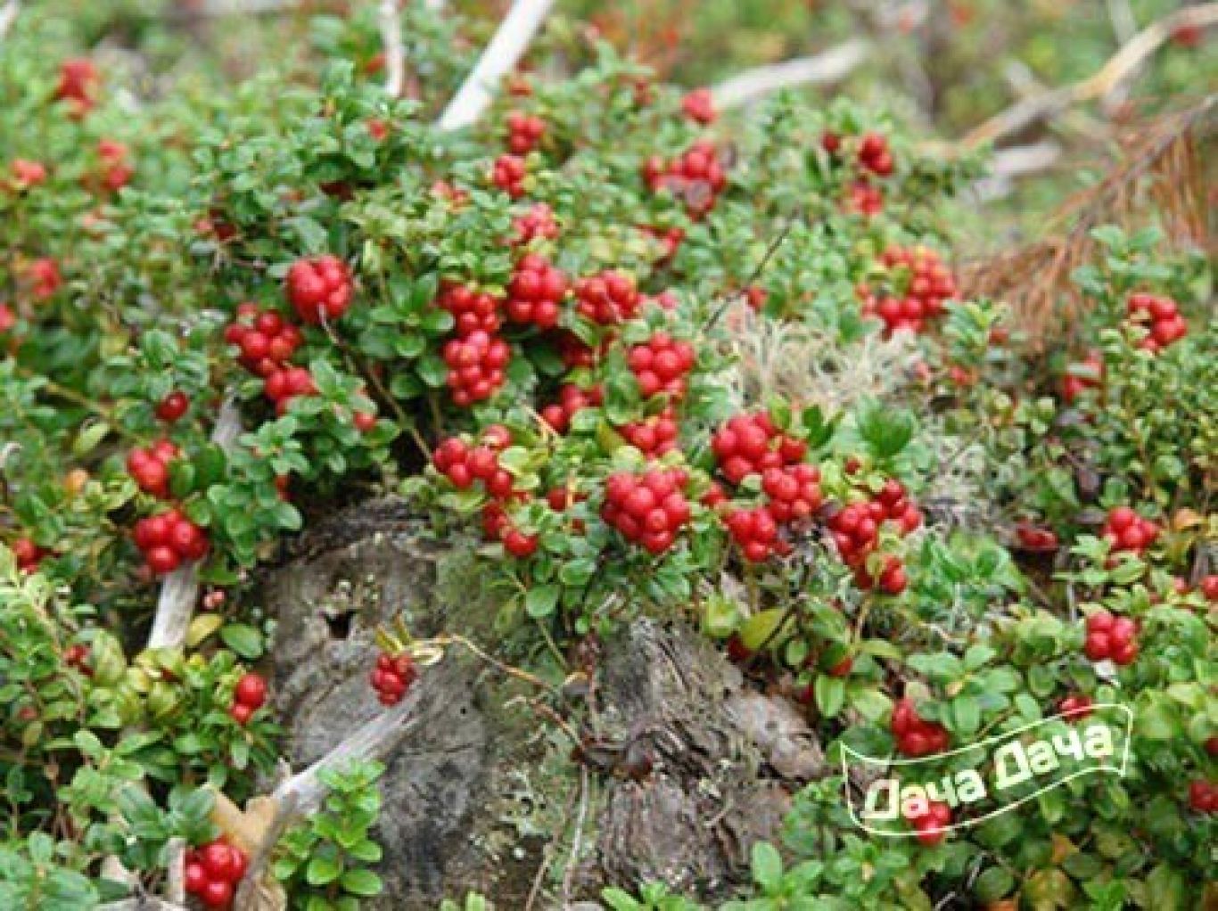 Ред перл. Vaccinium Vitis-idaea Red Pearl. Брусника 'Red Pearl'. Брусника почвопокровная. Vaccinium Vitis-idaea Red Pearl Vaccinium Vitis-idaea Red Pearl.