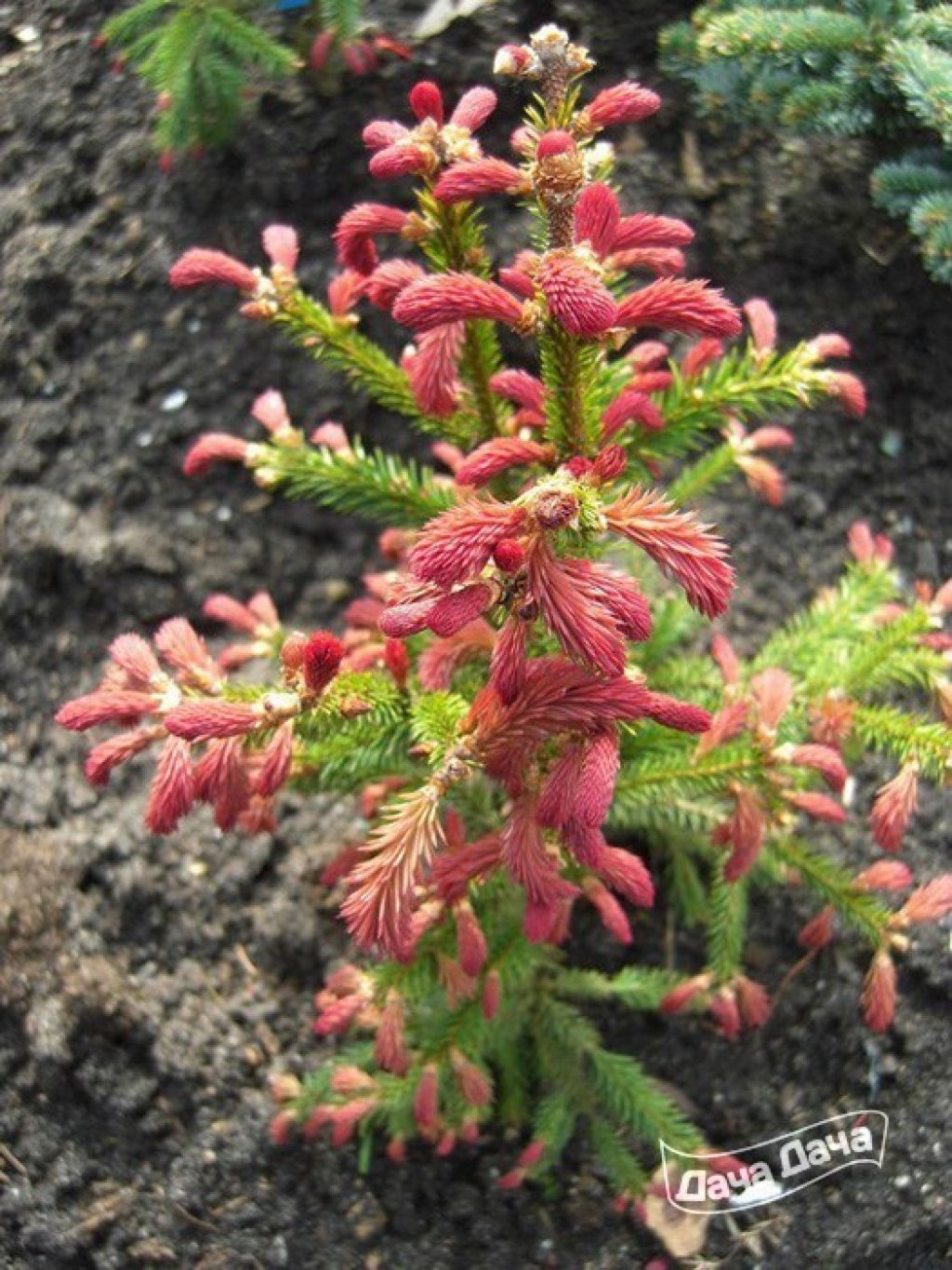 Ель обыкновенная Круента (Picea Abies cruenta)