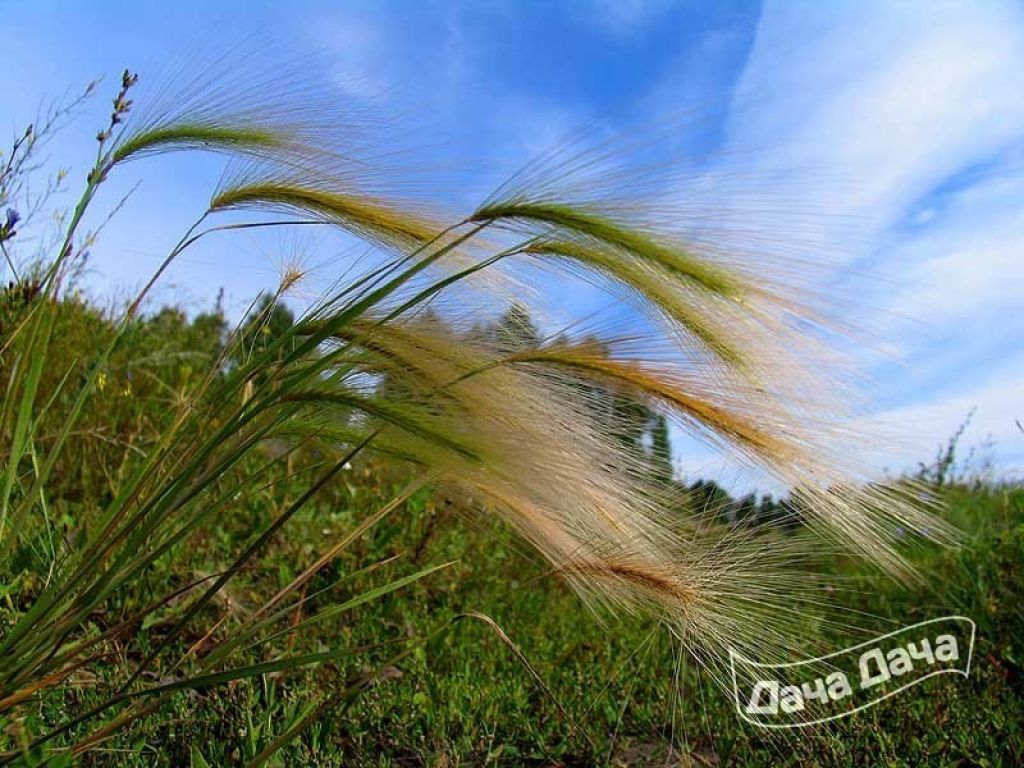 Ковыль фото. Ковыль. Ковыль трава Степная. Ковыль перистый. Ковыль перистый (Stipa pennata).