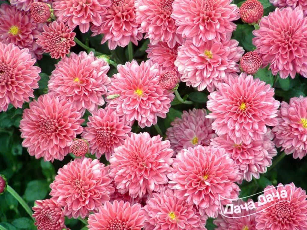 Садовая хризантема: фото с описанием, сорта, особенности разведения и ухода - kormstroytorg.ru