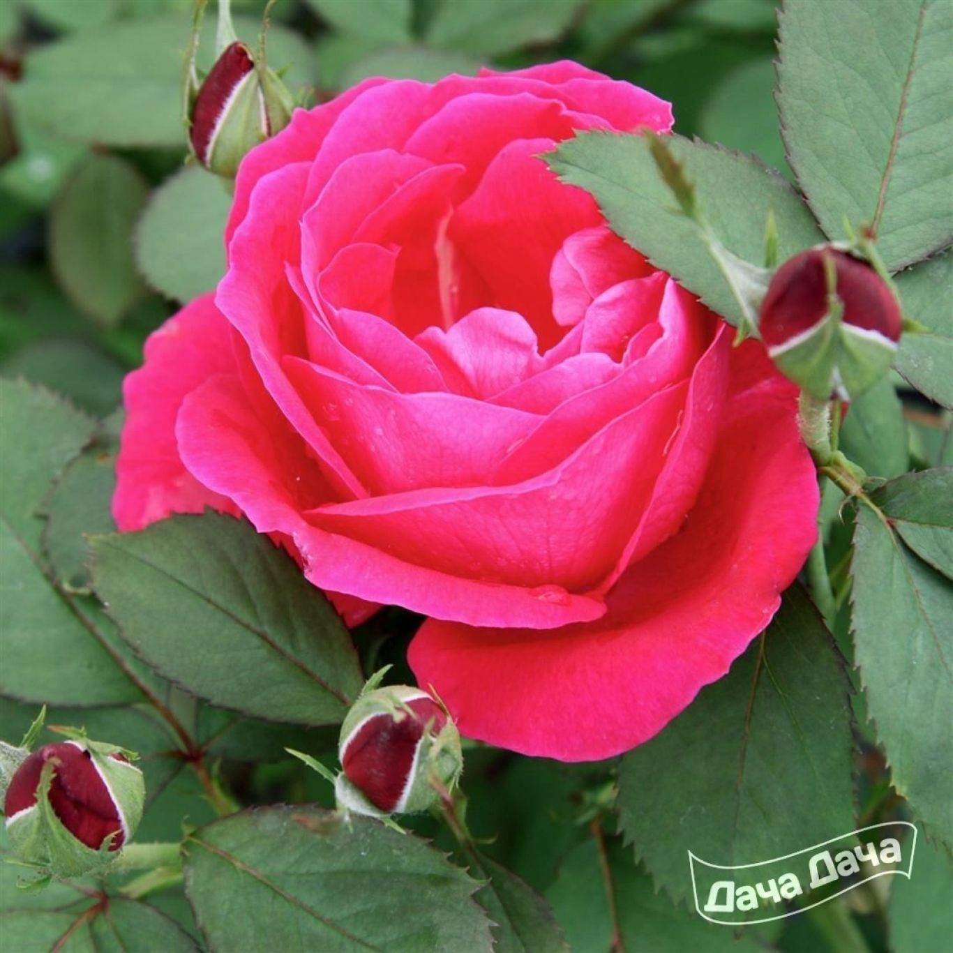 Роза гибридная мускусная Хэвенли Пинк (Heavenly Pink) (Rosa