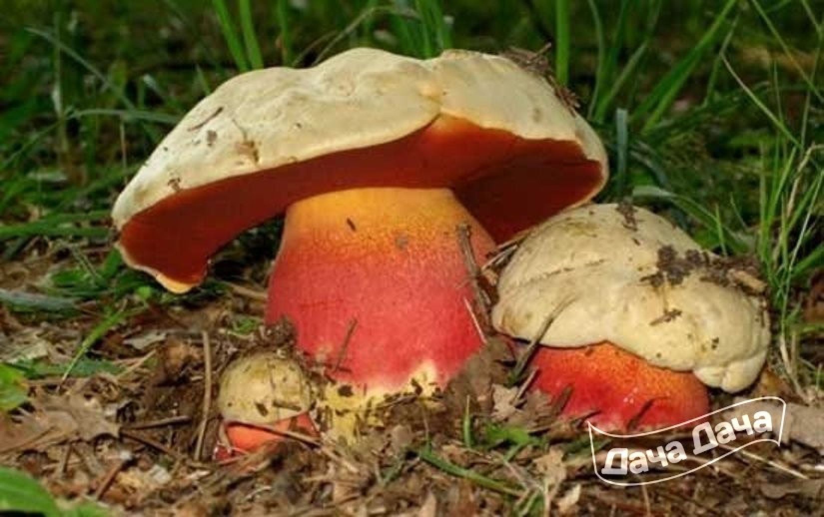 Определить гриб по фотографии онлайн