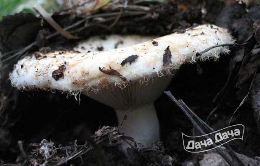 Есть гриб груздь. Подгруздок белый. Гриб белый груздь. Боровой груздь. Лесные грибы грузди.
