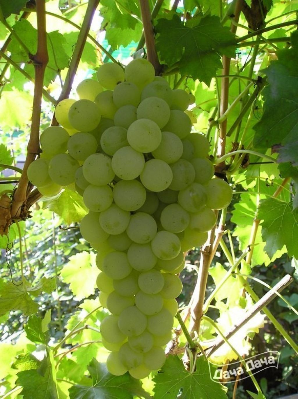 Сорт винограда Фрумоаса Албэ