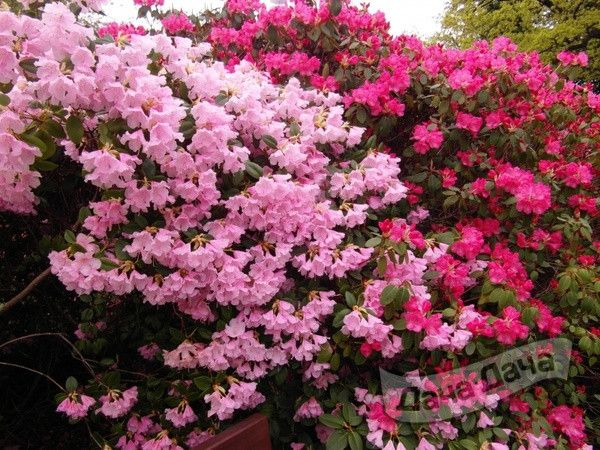 Азалия - выращивание и уход. Лучшие сорта | Комнатные цветы, Цветы, Растения