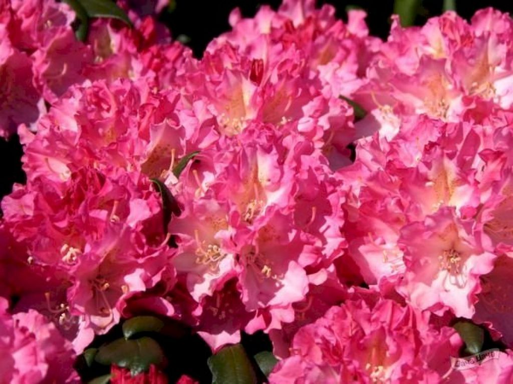 Рододендрон гибридный Калинка (Rhododendron Kalinka) - описание сорта,  фото, саженцы, посадка, особенности ухода. Дачная энциклопедия.