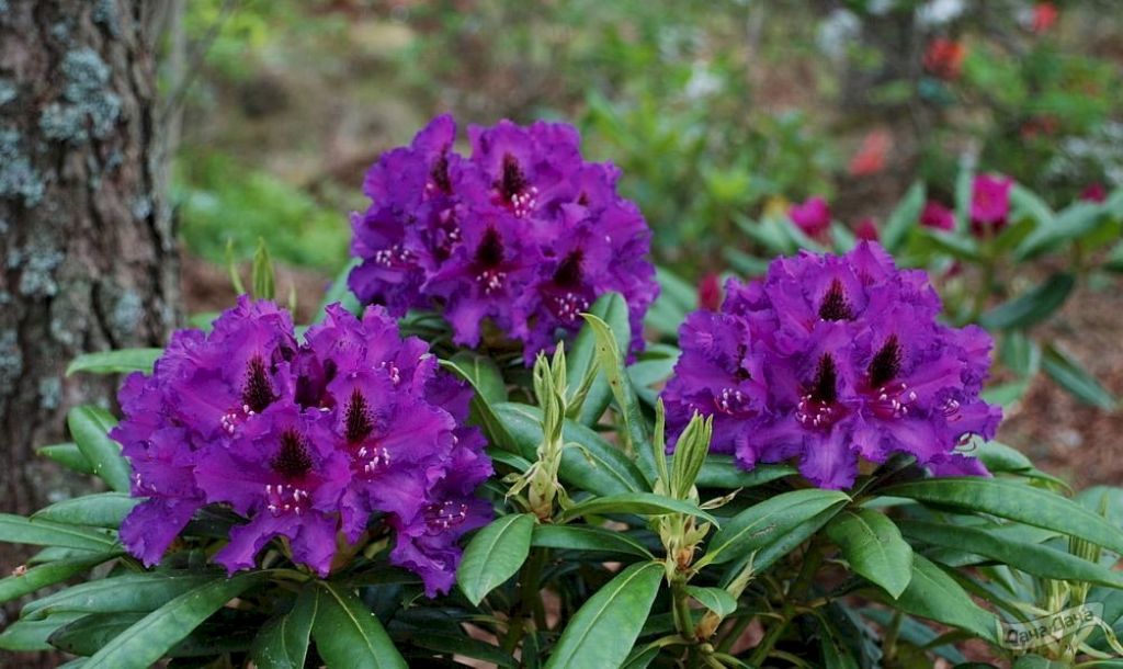 Рододендрон гибридный, Rhododendron hybrida – описание с фото