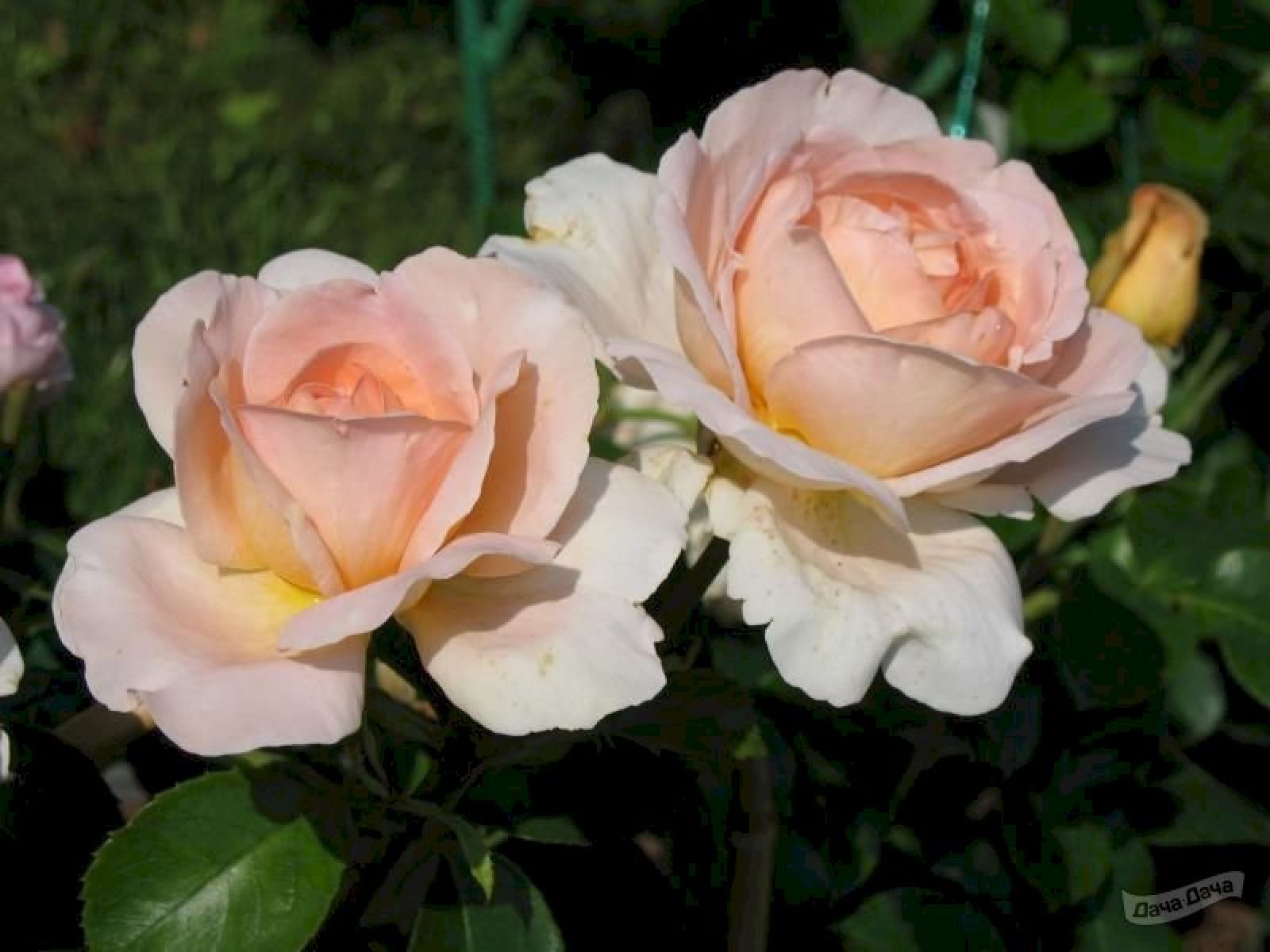Сорт розы Клэр Ренессанс