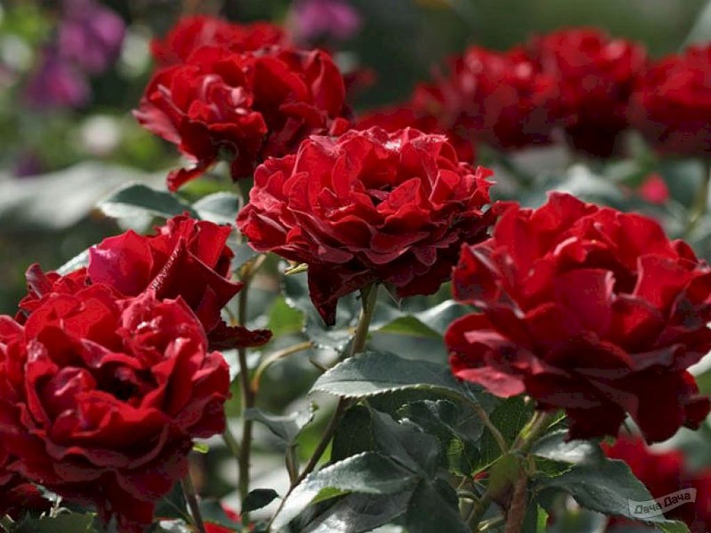  Цветовое сочетание и форма цветка розы 