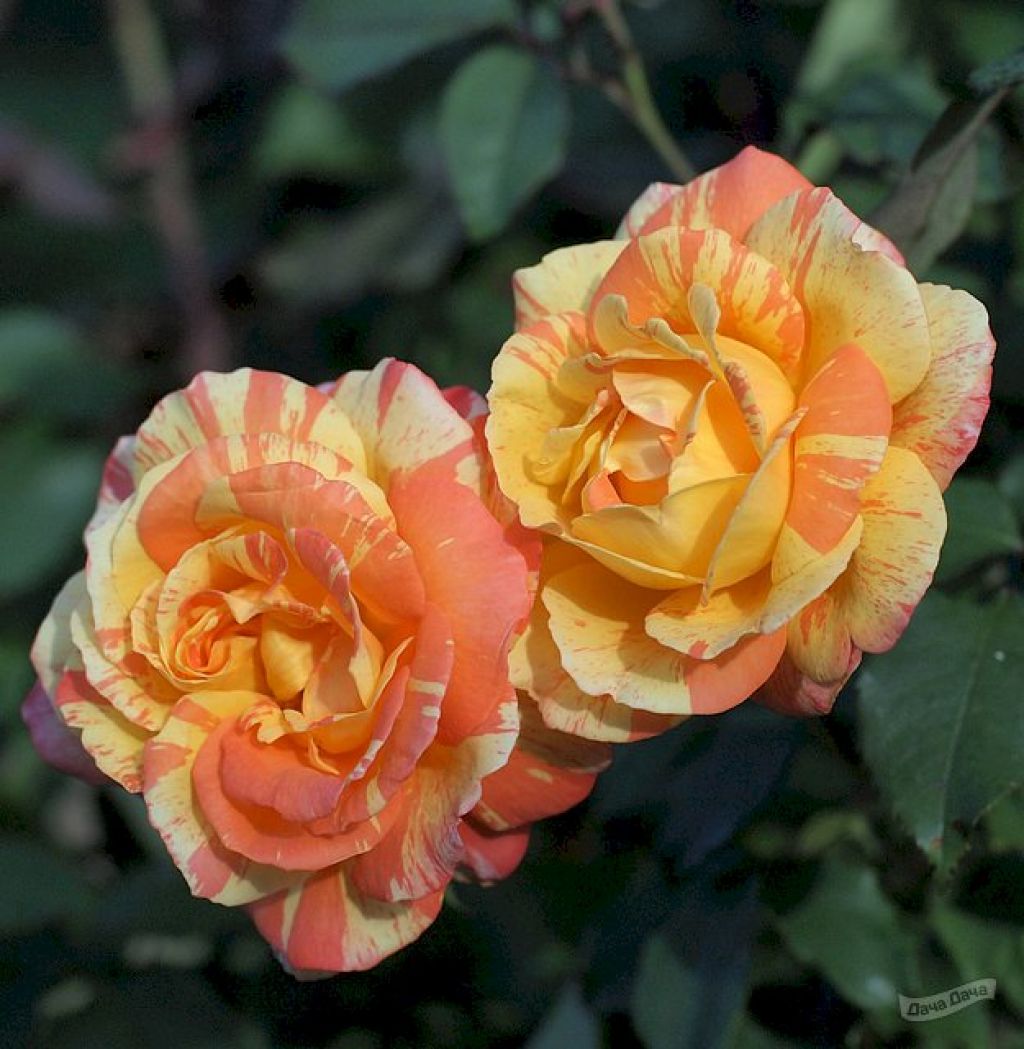 Роза чайно-гибридная Marvelle
