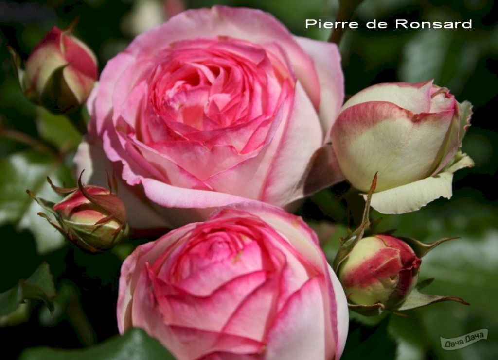 Роза Пьер де Ронсар (Pierre de Ronsard): характеристика, описание, фото, отзывы садоводов