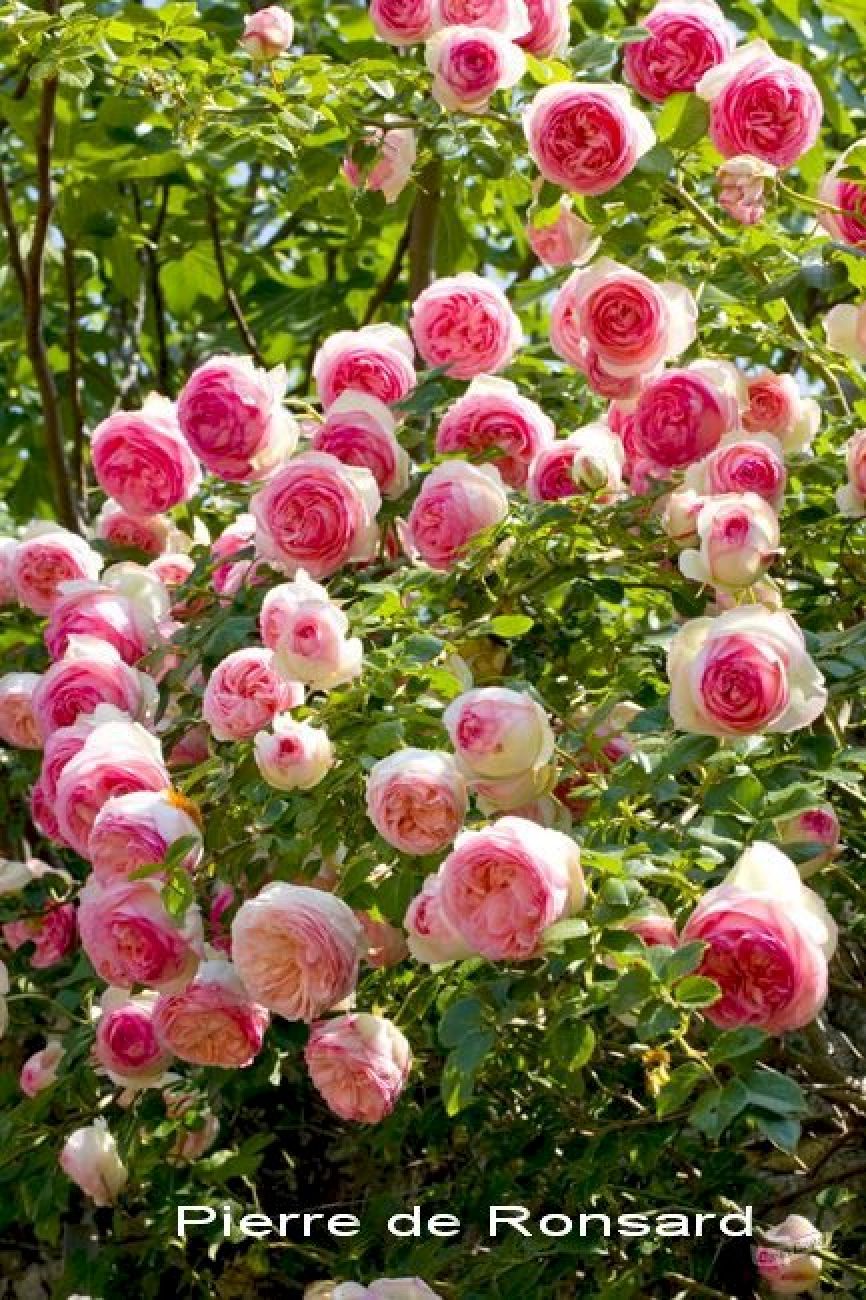 Роза мушимара плетистая фото и описание