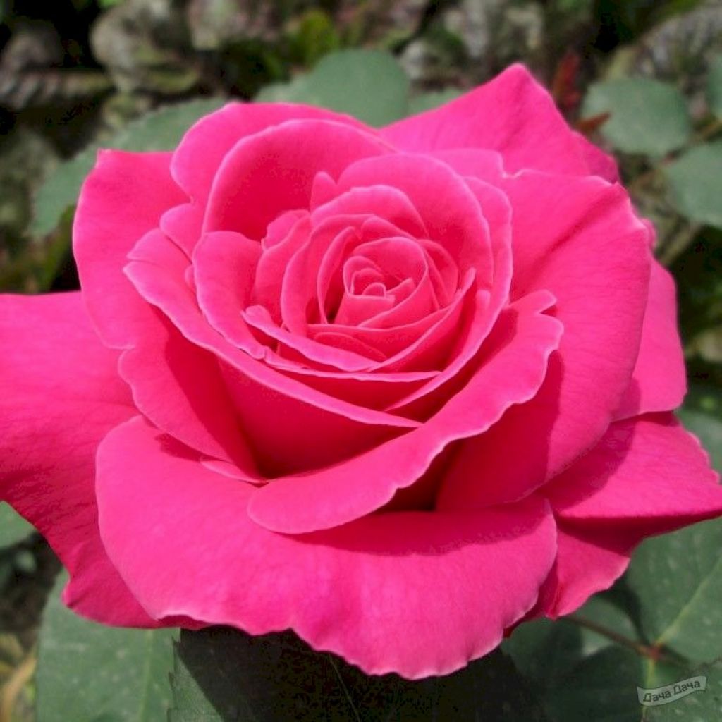 Роза чайно гибридная Pink Peace