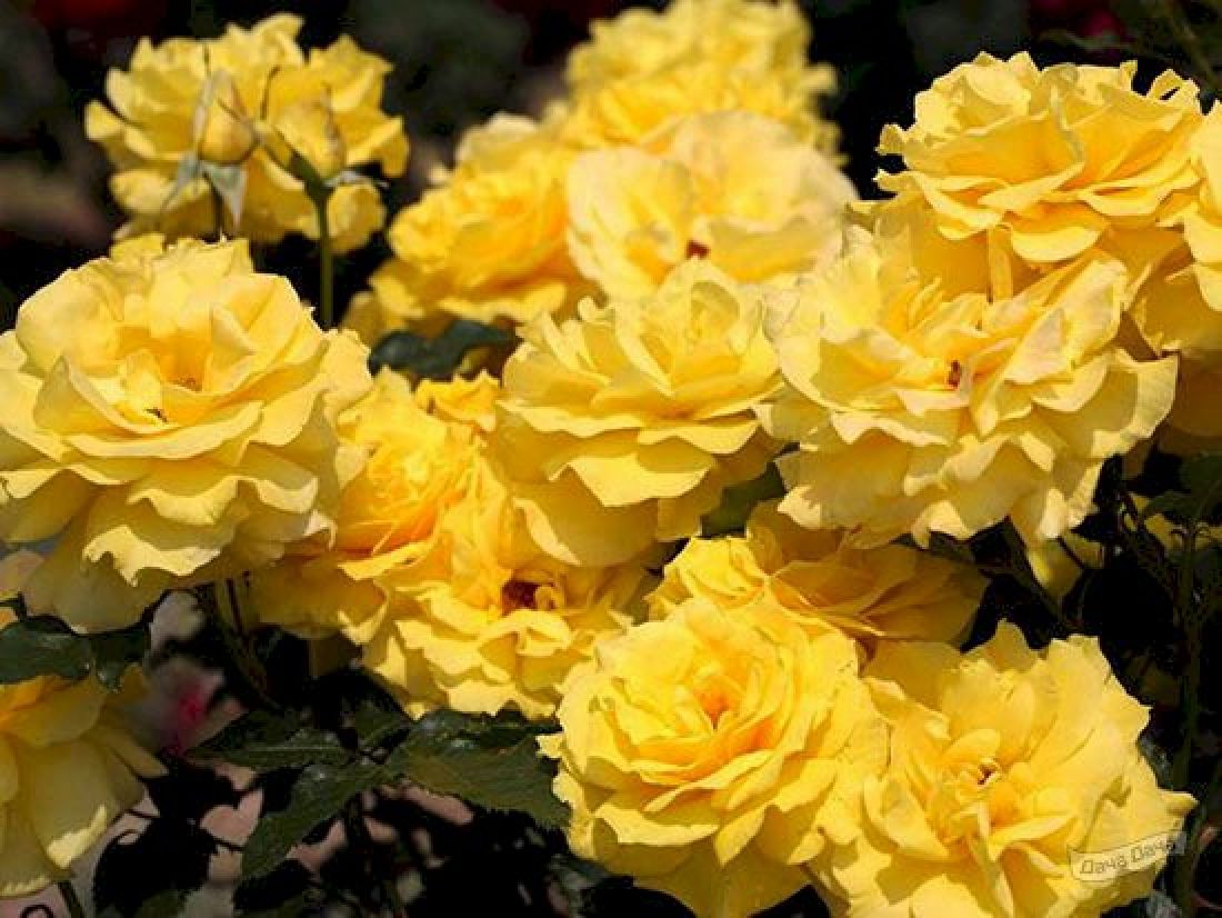 Роза Фрезия особенности и характеристика сорта правила посадки выращивания и ухода отзывы - садоводство и ландшафтный дизайн