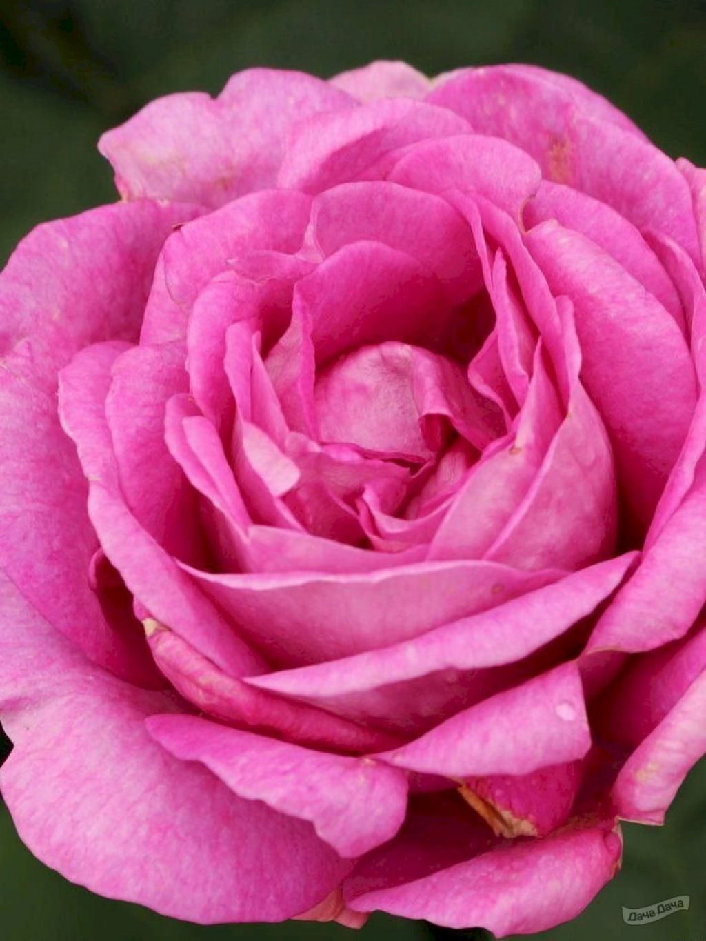 Роза Кармен Вюрт: особенности и характеристика сорта