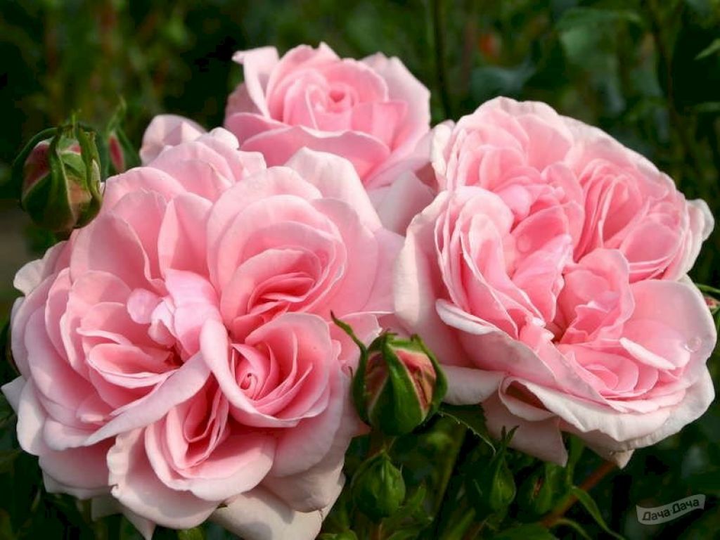 Роза флорибунда Хоум энд Гарден (Rose floribunda Home and Garden) - описание сорта, фото, саженцы, посадка, особенности ухода. Дачная энциклопедия.