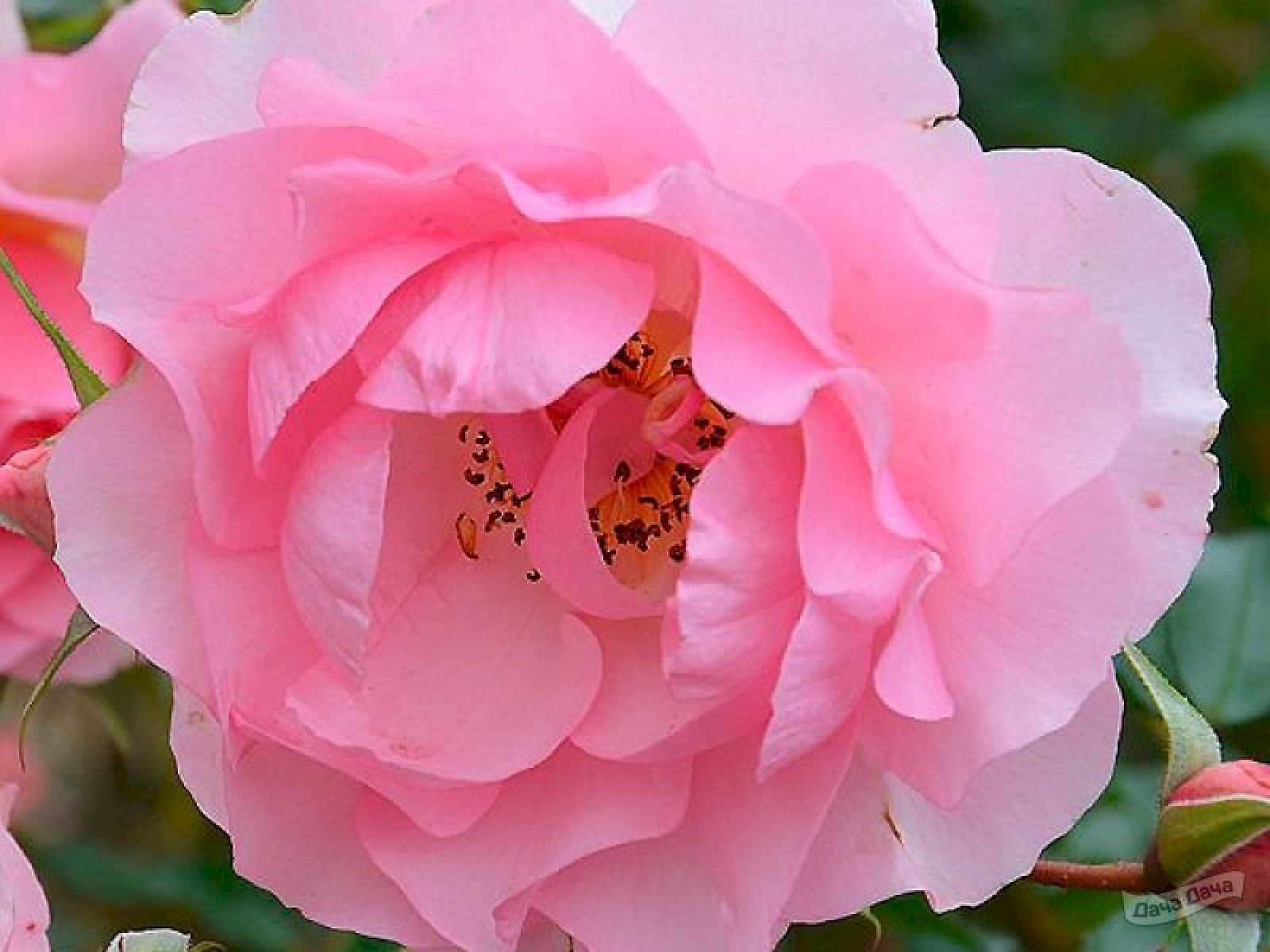 Роза плетистая Розарио