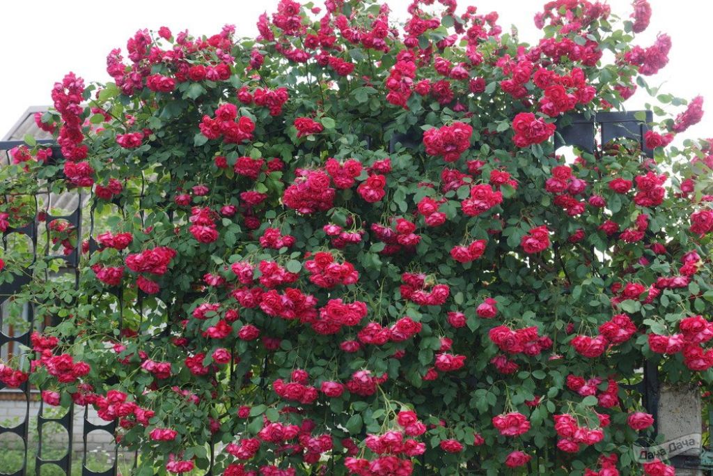 Роза «Фламентанц» (24 фото): описание, посадка и уход | Садовник.ру