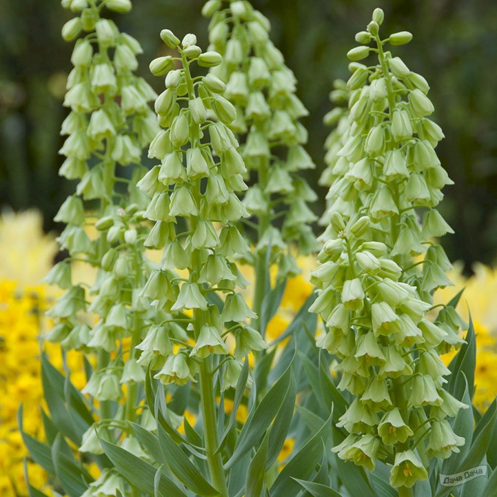 Рябчик Ивори Белс (Fritillaria Ivory Bells) - описание сорта, фото,  саженцы, посадка, особенности ухода. Дачная энциклопедия.