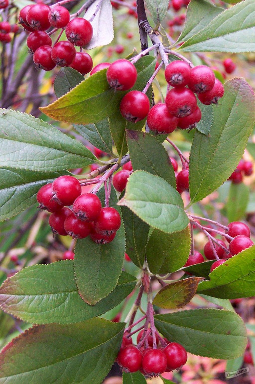 Рябина черноплодная Бриллиант (Aronia arbutifolia Brilliant) - описание  сорта, фото, саженцы, посадка, особенности ухода. Дачная энциклопедия.