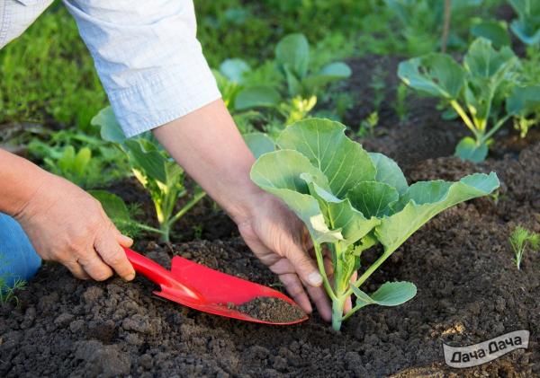 Сроки посадки овощных культур в открытый грунт в краснодарском крае