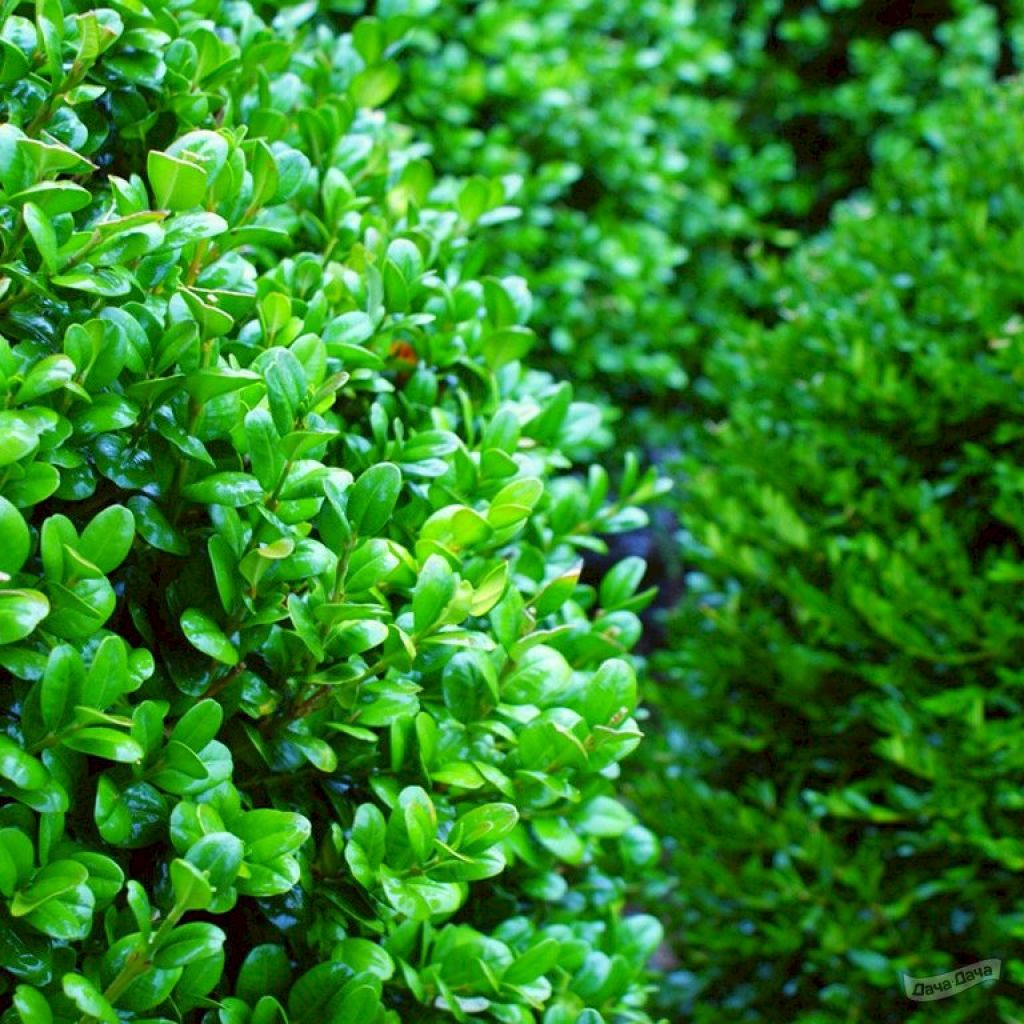 Самшит вечнозеленый Грин (Green) (Buxus sempervirens «Green») - описание  сорта, фото, саженцы, посадка, особенности ухода. Дачная энциклопедия.