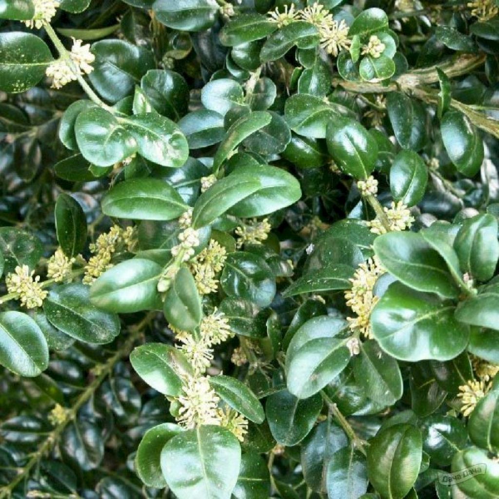 Самшит вечнозеленый Ротундифолиа (Buxus sempervirens Rotundifolia) -  описание сорта, фото, саженцы, посадка, особенности ухода. Дачная  энциклопедия.