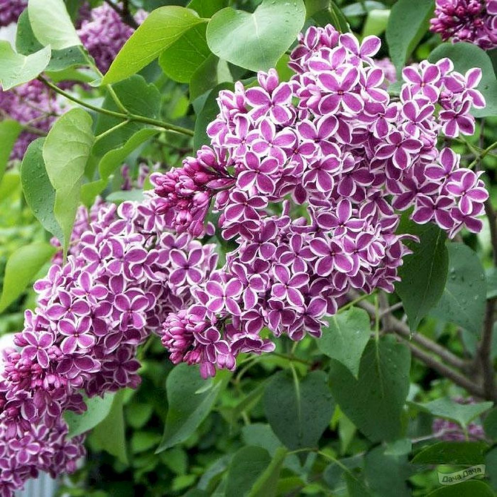 Сирень обыкновенная Сенсейшен (Сенсация) (Syringa vulgaris Sensation) -  описание сорта, фото, саженцы, посадка, особенности ухода. Дачная  энциклопедия.