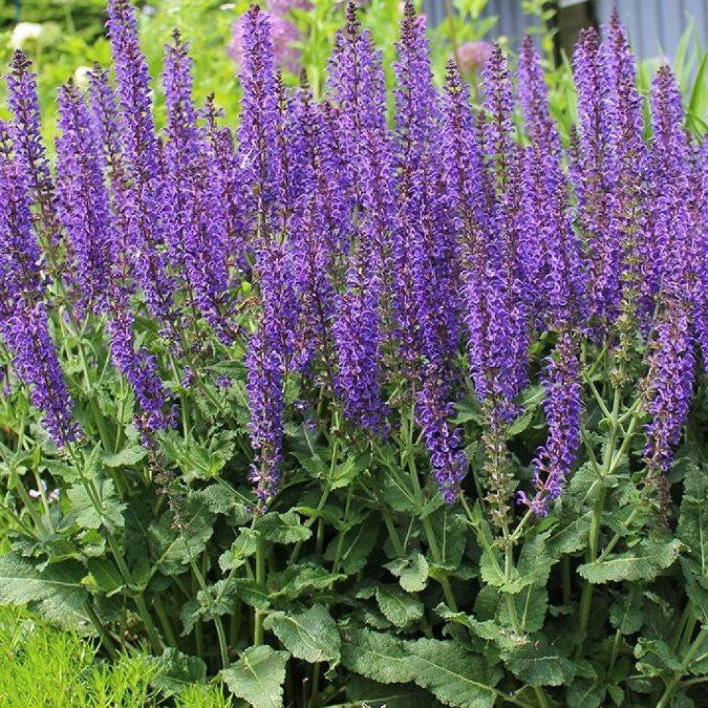 Шалфей лесной Вайлет Квин (Violet Queen) (Salvia nemorosa Queen Violet) -  описание сорта, фото, саженцы, посадка, особенности ухода. Дачная  энциклопедия.