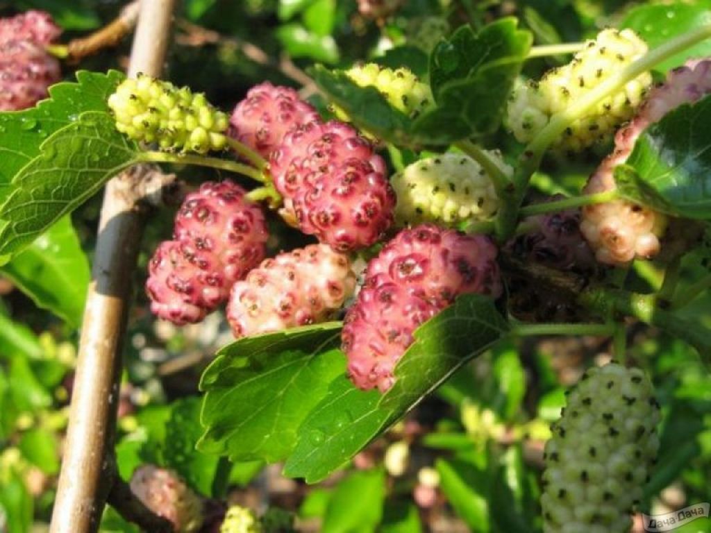 Шелковица белая (Morus alba) - описание сорта, фото, саженцы, посадка,  особенности ухода. Дачная энциклопедия.