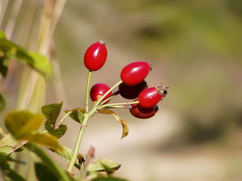 Шиповник собачий Инермис (Роза бесшипая Inermis) (Rosa canina Inermis) -  описание сорта, фото, саженцы, посадка, особенности ухода. Дачная  энциклопедия.