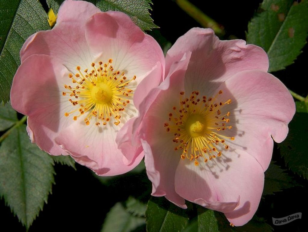 Шиповник собачий Инермис (Роза бесшипая Inermis) (Rosa canina Inermis) -  описание сорта, фото, саженцы, посадка, особенности ухода. Дачная  энциклопедия.