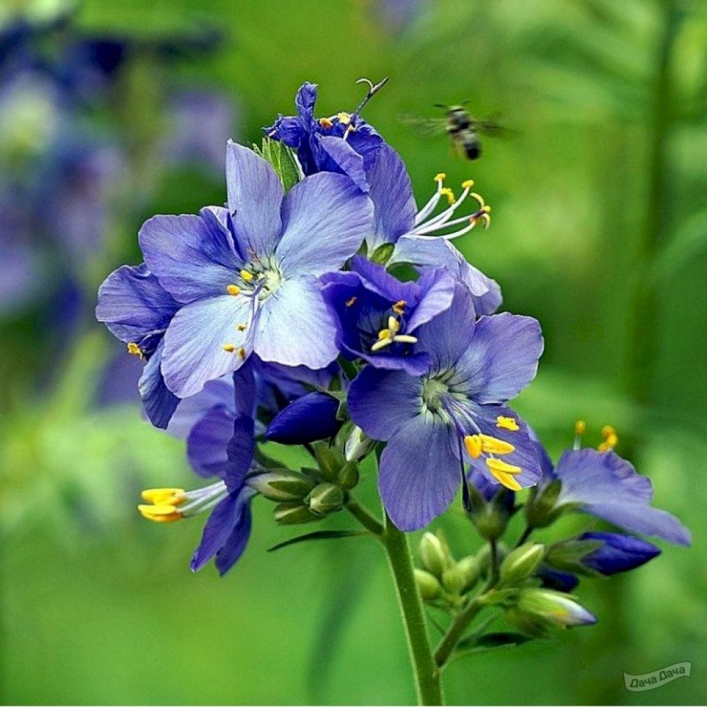 Синюха голубая (Polemonium caeruleum) - описание сорта, фото, саженцы,  посадка, особенности ухода. Дачная энциклопедия.