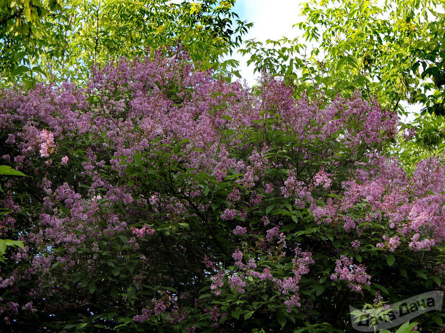 Сирень венгерская pallida