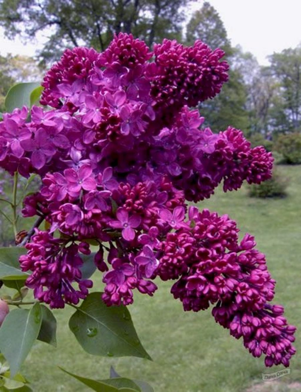 Сирень обыкновенная Конго (SYRINGA VULGARIS Congo) - описание сорта, фото,  саженцы, посадка, особенности ухода. Дачная энциклопедия.