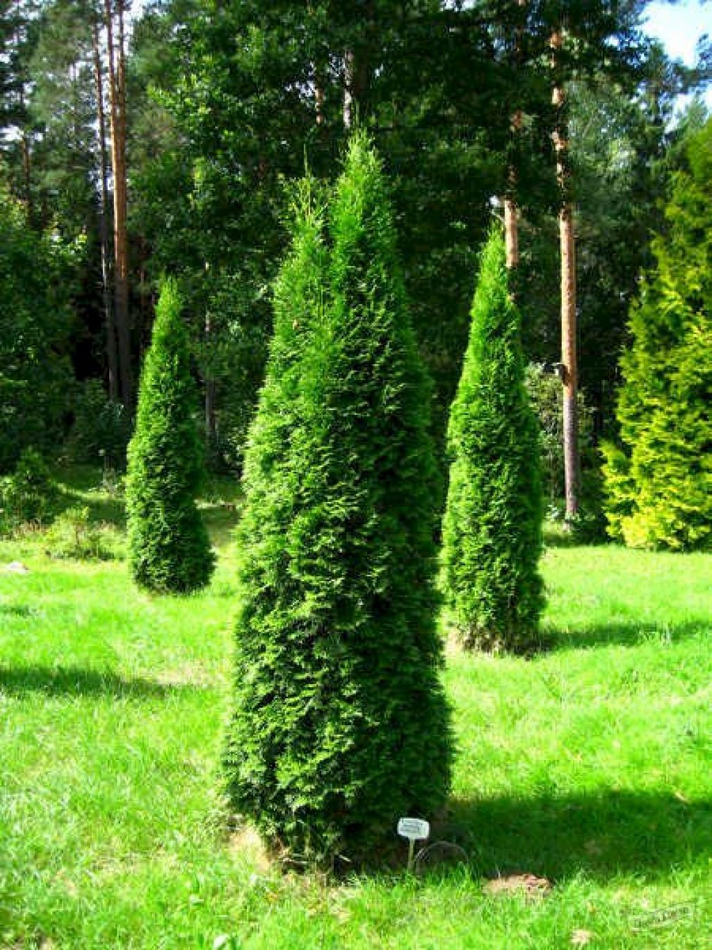 Туя западная Смарагд Вариегата (Thuja occidentalis Smaragd Variegata) -  описание сорта, фото, саженцы, посадка, особенности ухода. Дачная  энциклопедия.