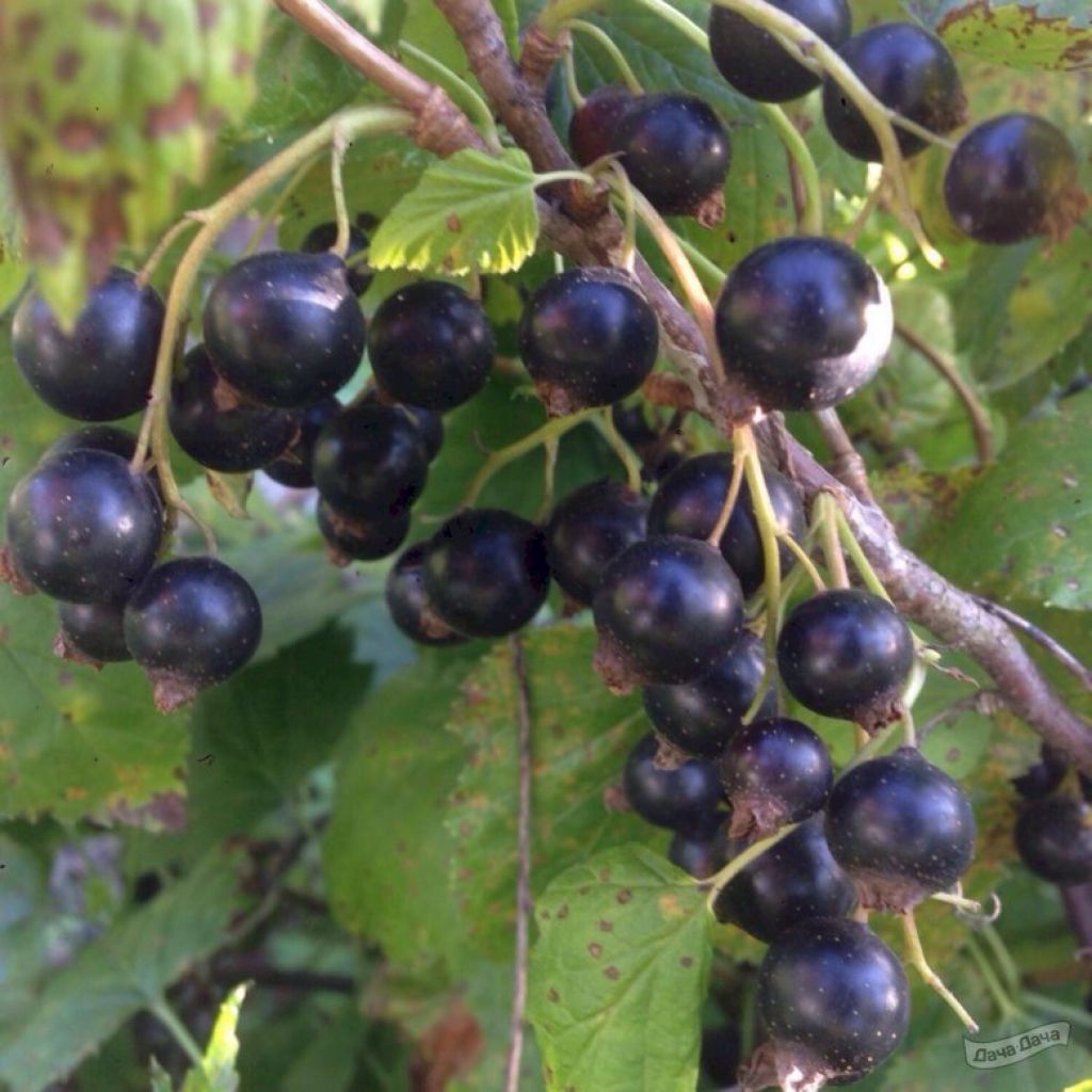 Смородина черная Августа (Ribes nigrum Avgusta) - описание сорта, фото,  саженцы, посадка, особенности ухода. Дачная энциклопедия.