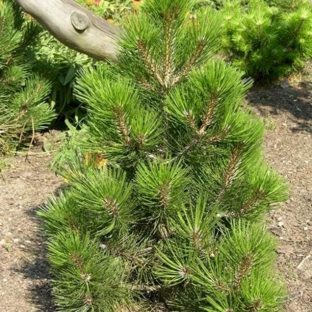 Сосна белокорая Малинки (Malinki) (Pinus albicaulis Malinki) - описание  сорта, фото, саженцы, посадка, особенности ухода. Дачная энциклопедия.