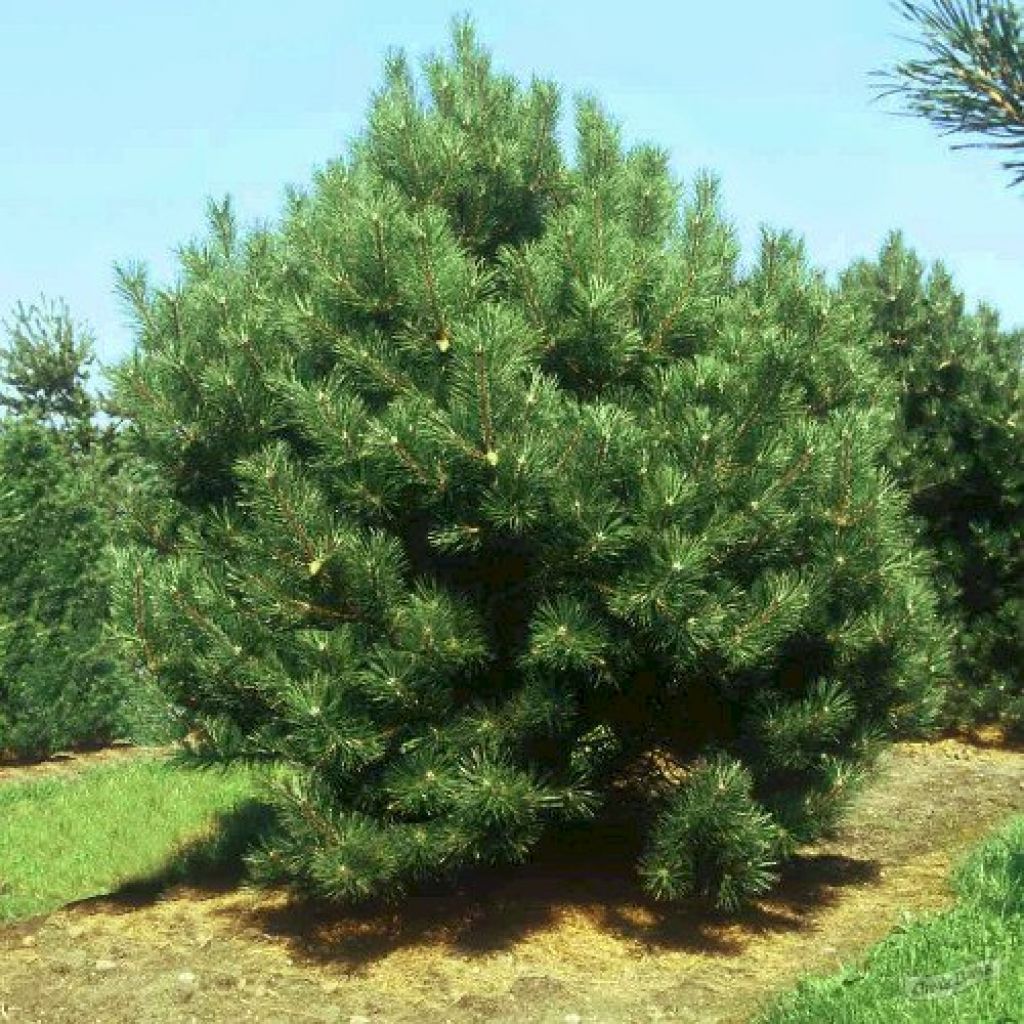 Сосна черная (Pinus Nigra) - описание сорта, фото, саженцы, посадка,  особенности ухода. Дачная энциклопедия.