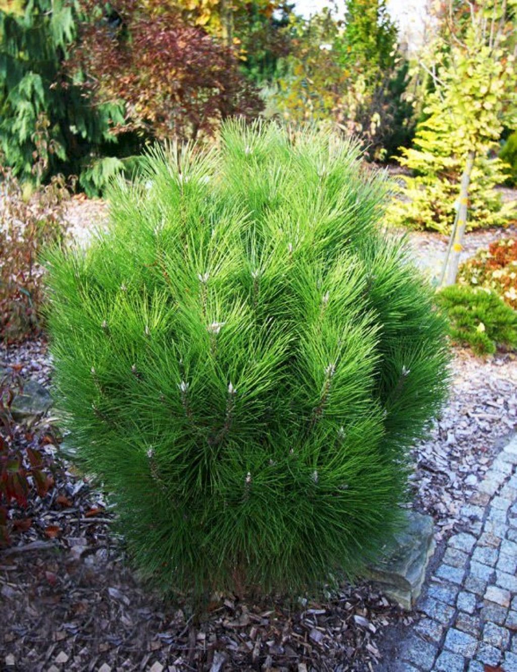 Сосна черная Ронделло (Rondello) (Pinus Rondello) - описание сорта, фото,  саженцы, посадка, особенности ухода. Дачная энциклопедия.