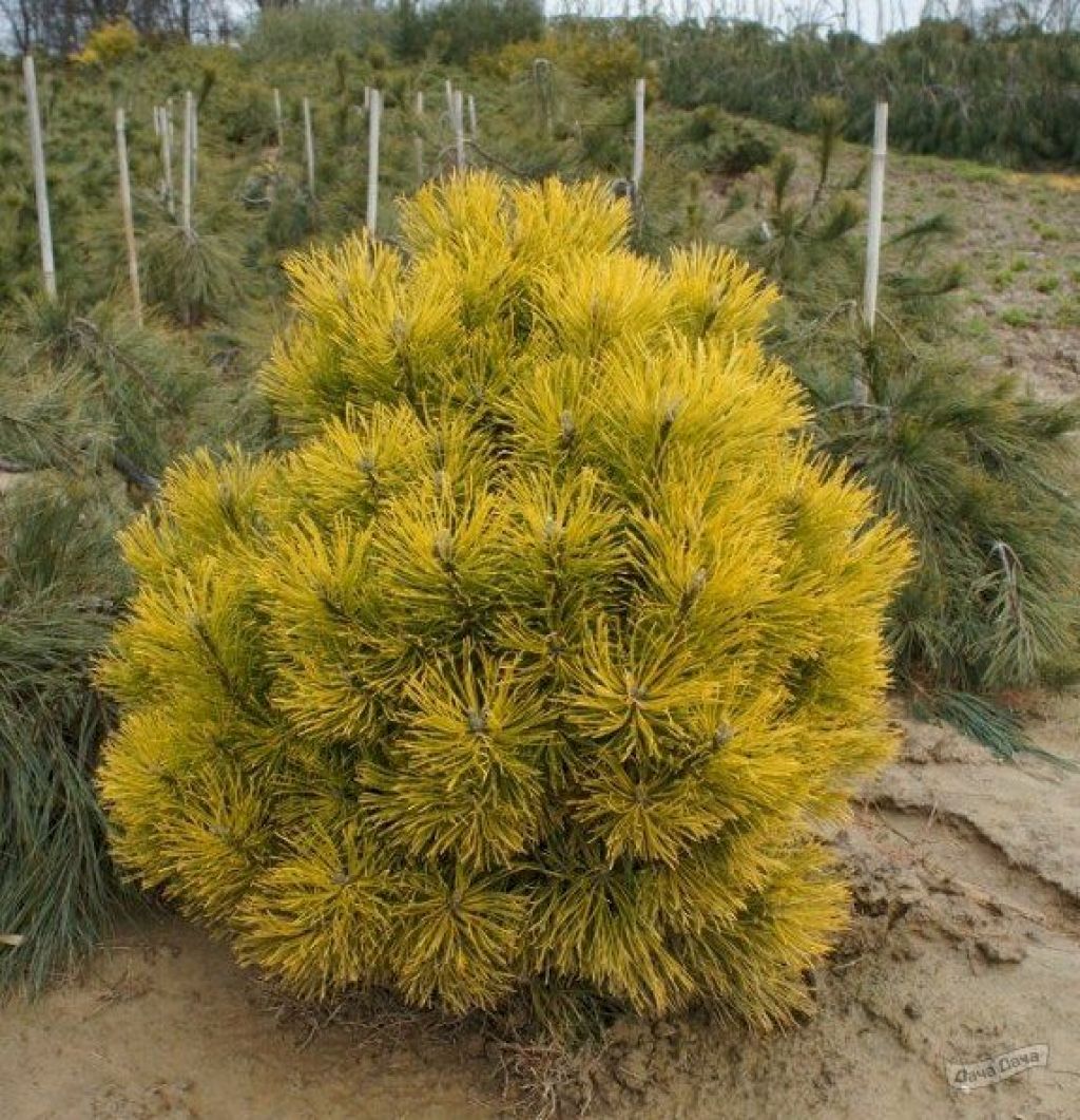 Сосна горная Винтерзонне (Pinus mugo Wintersonne) - описание сорта, фото,  саженцы, посадка, особенности ухода. Дачная энциклопедия.