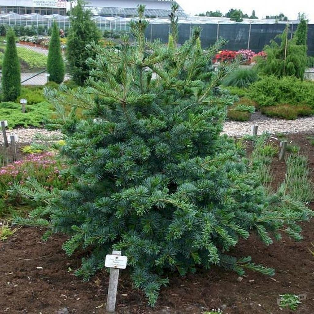 Сосна мелкоцветковая Негиши (Negishi) (Pinus parviflora Negishi) - описание  сорта, фото, саженцы, посадка, особенности ухода. Дачная энциклопедия.