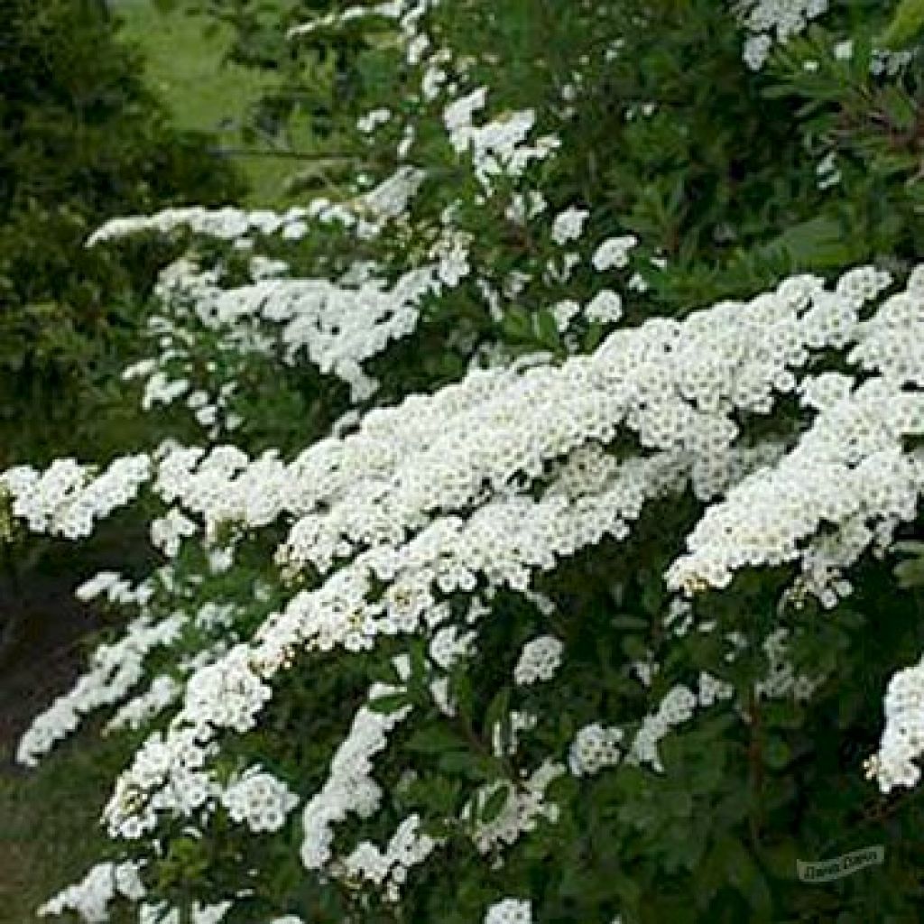 Спирея ниппонская фото. Спирея ниппонская Spiraea nipponica Snowmound. Спирея Джун Брайд. Спирея ниппонская Джун Брайд. Спирея ниппонская White Carpet.